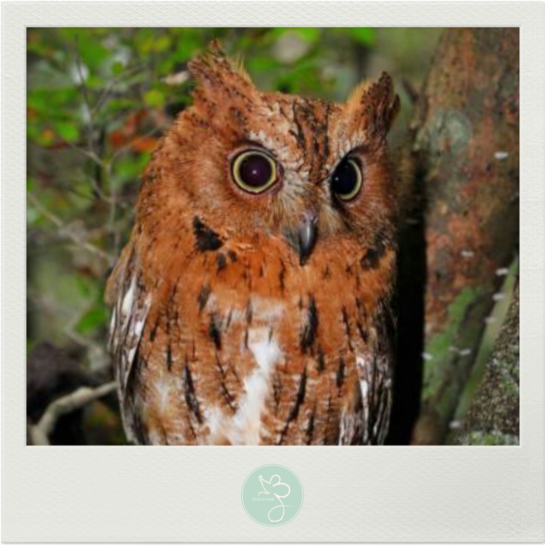 Monedero Diseño Animales Monedero De Cuero Con Búho BDHRKTE - Bolso Muñeca  Mini Organizador Monedero Cremallera Mujer, image size:1080x1080